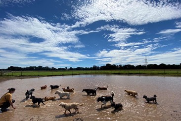 Dogs swimming at Raby Dog Bark Park Wirral