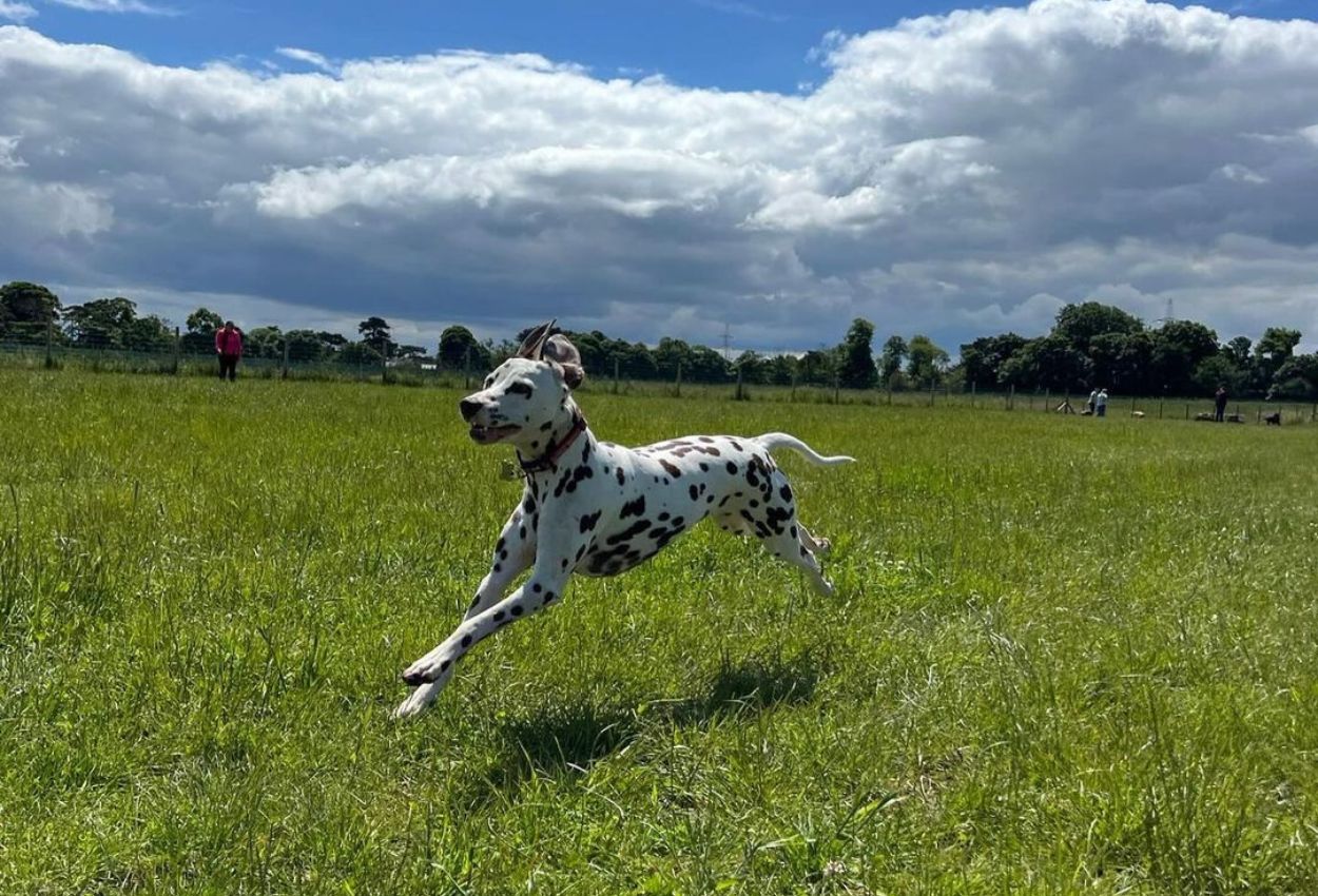 dogs park